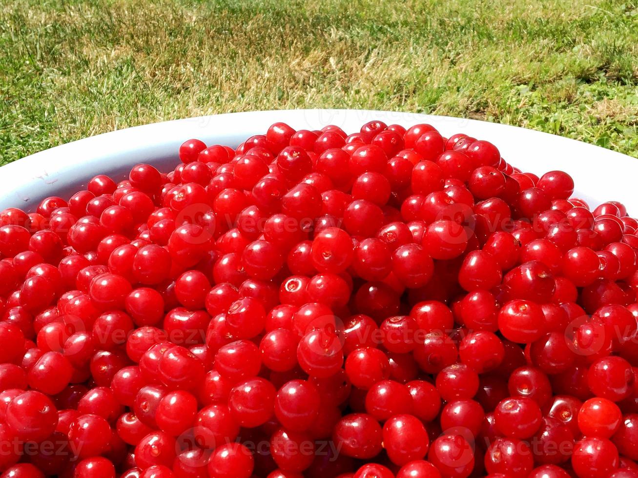 Cereza de baya roja dulce que crece en árboles con hojas verdes foto