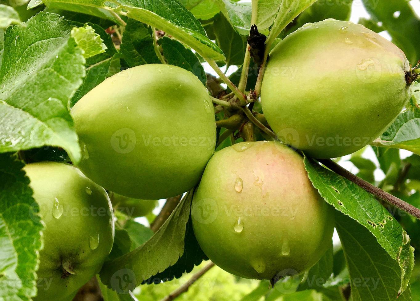 Manzana de fruta dulce que crece en árboles con hojas verdes foto