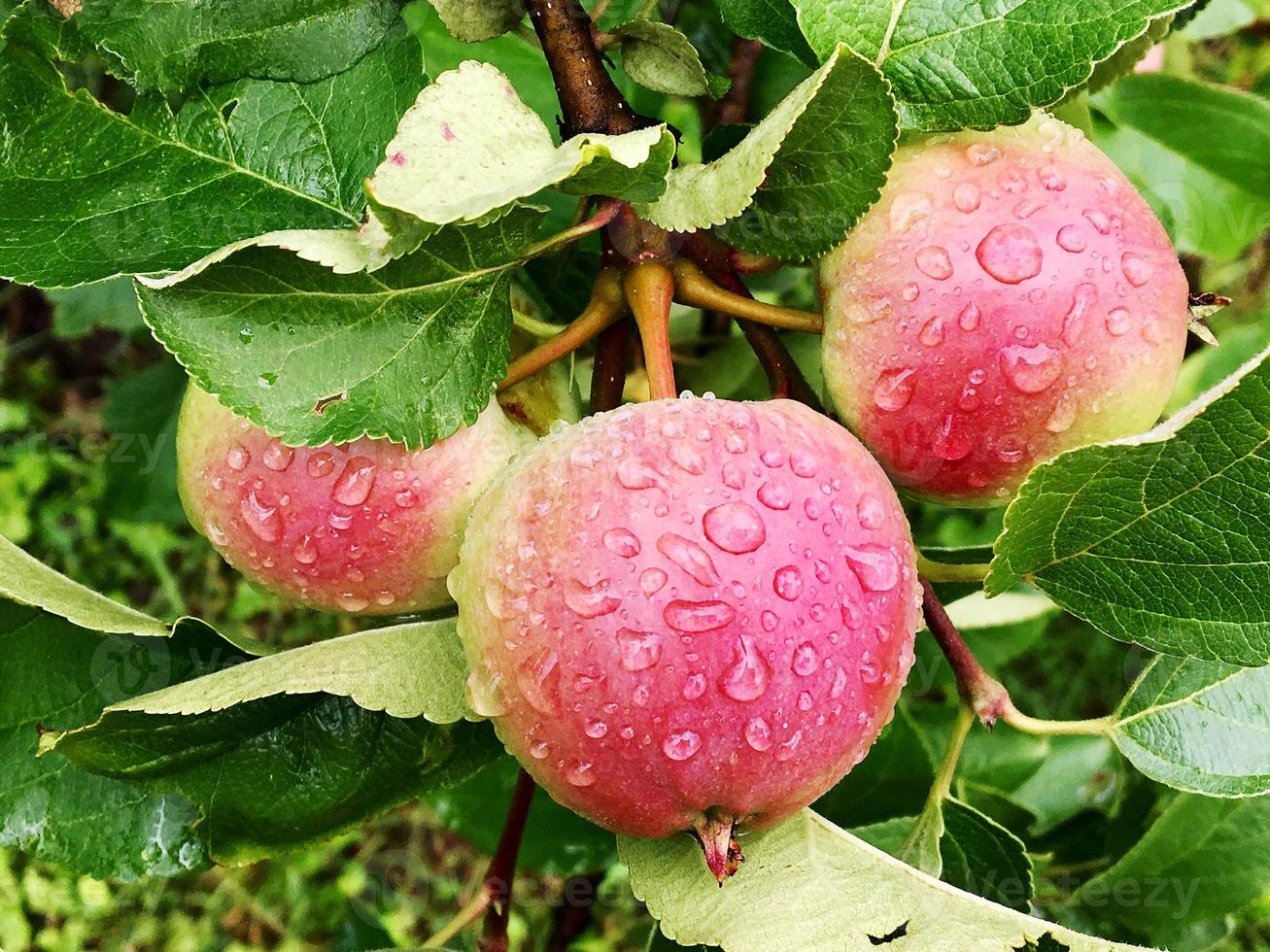 Manzana de fruta dulce que crece en árboles con hojas verdes foto