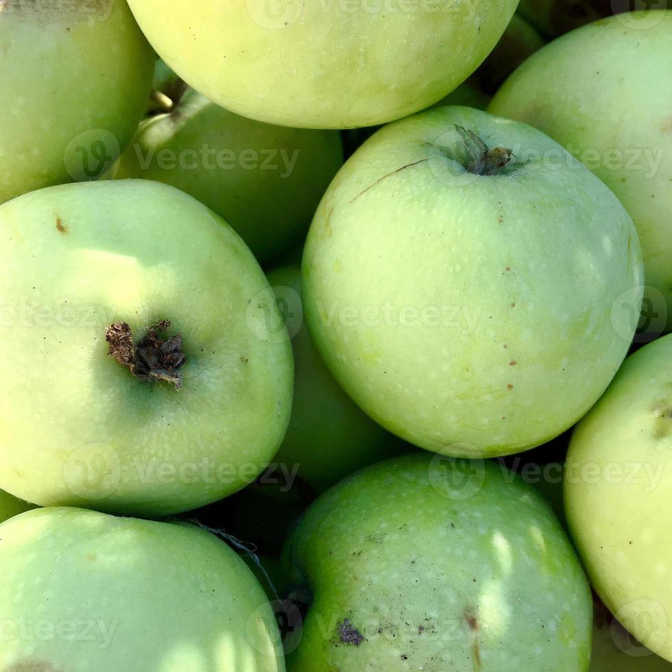 Sweet fruit apple growing on tree with leaves green photo