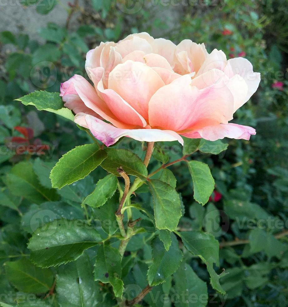 flor floreciente rosa con hojas verdes foto