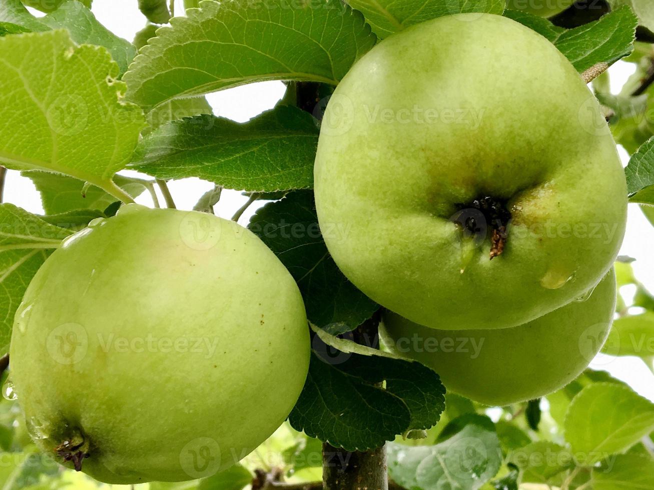 Sweet fruit apple growing on tree with leaves green photo