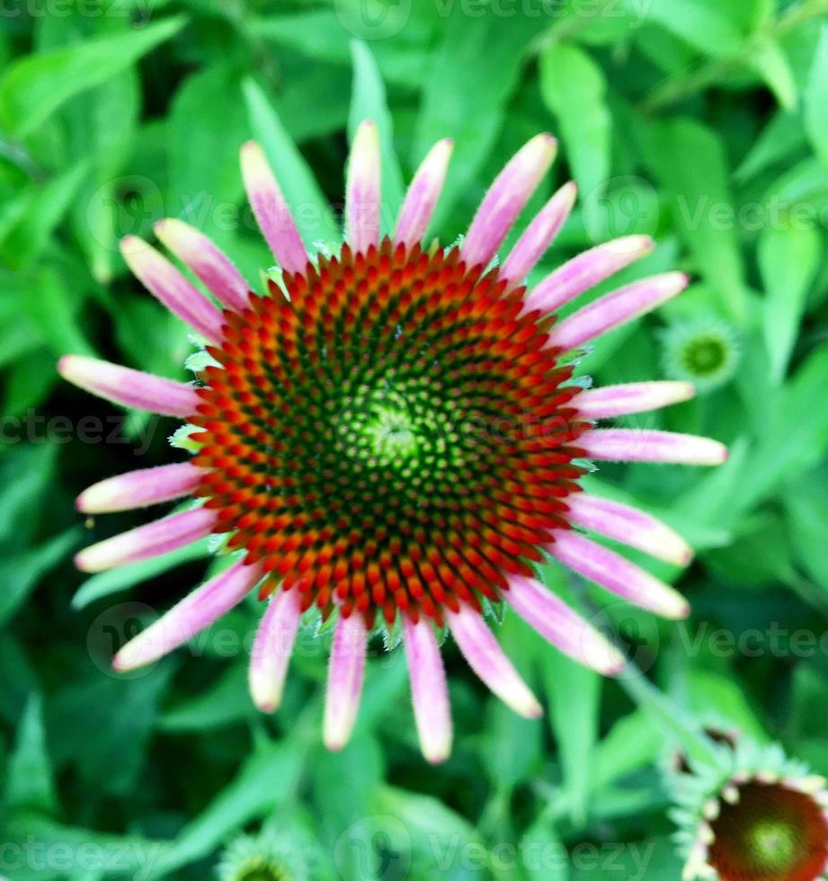 Blooming flower echinacea with leaves, living natural nature photo