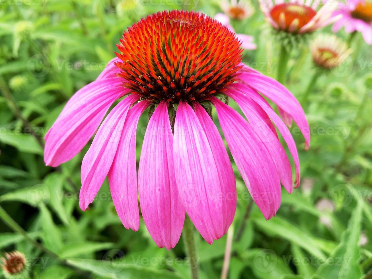 Equinácea flor floreciente con hojas, naturaleza viva natural foto