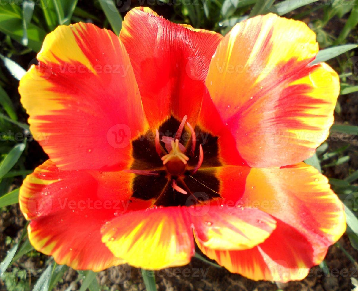 tulipán flor roja floreciente con hojas verdes, naturaleza viva foto