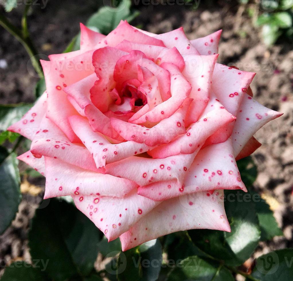 Flor de belleza salvaje con néctar que florece en el campo de campo foto