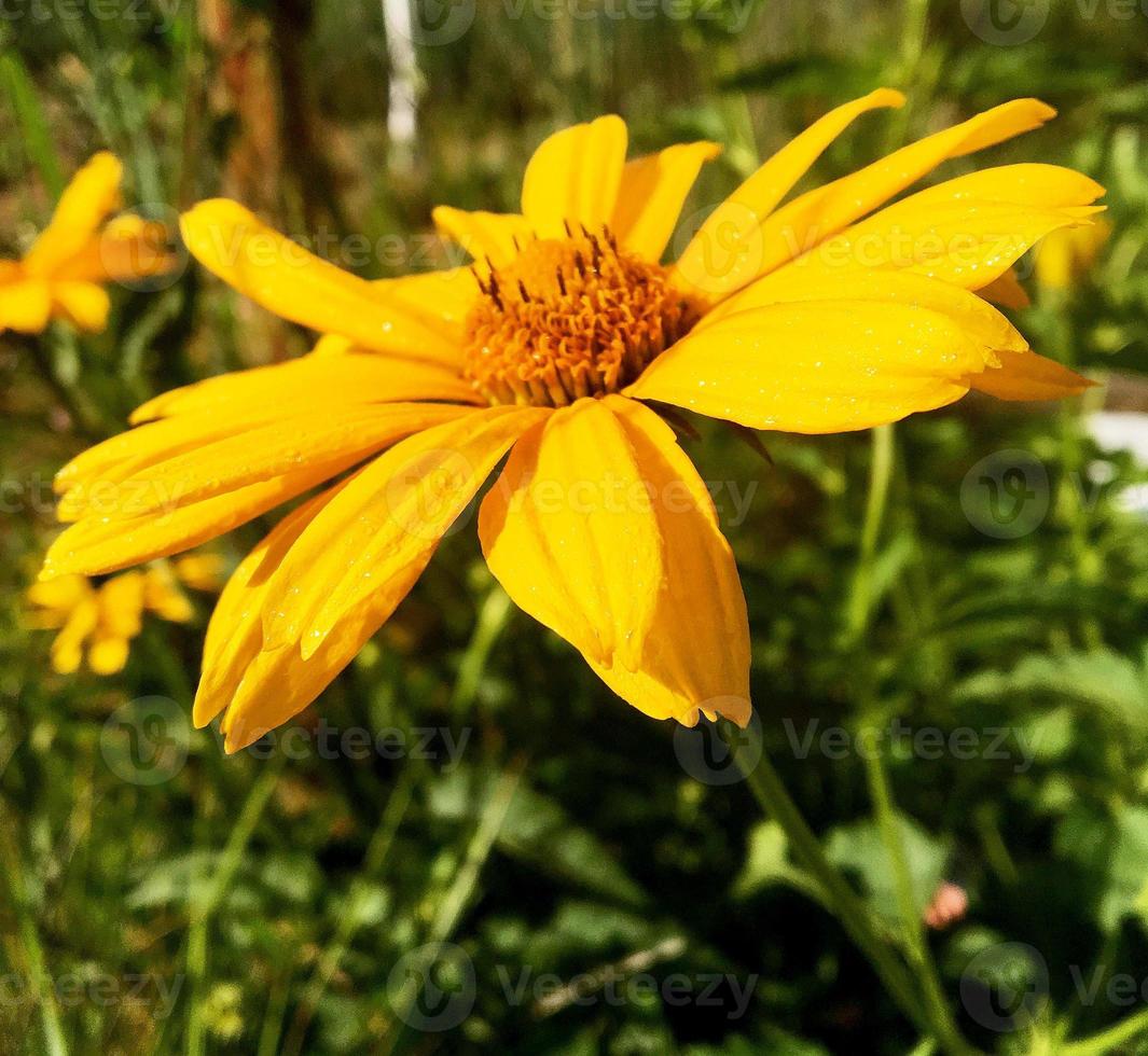 Flor de belleza salvaje con néctar que florece en el campo de campo foto