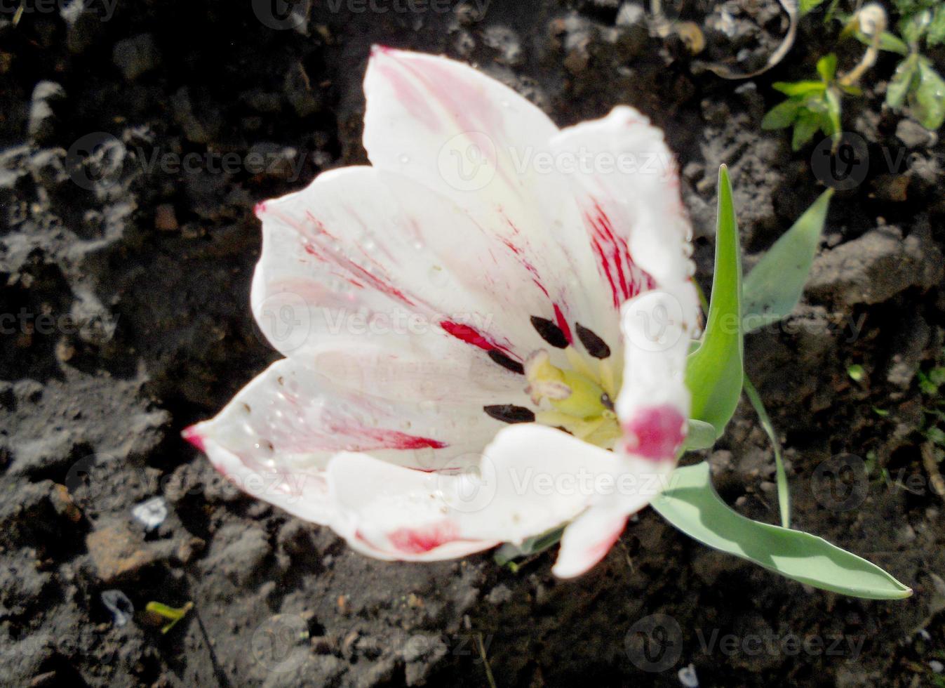 tulipán flor roja floreciente con hojas verdes, naturaleza viva foto