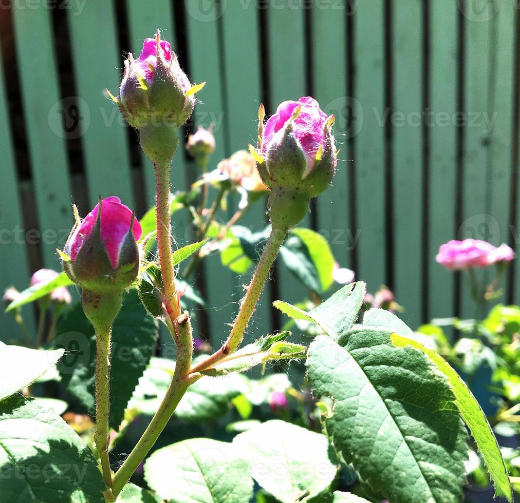 la foto colorida muestra una flor en flor rosa