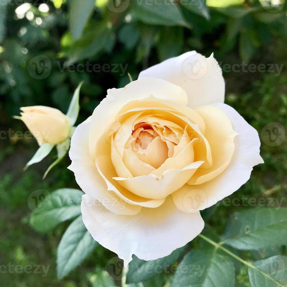 Blooming flower rose with green leaves photo