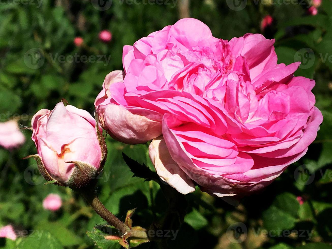 la foto colorida muestra una flor en flor rosa