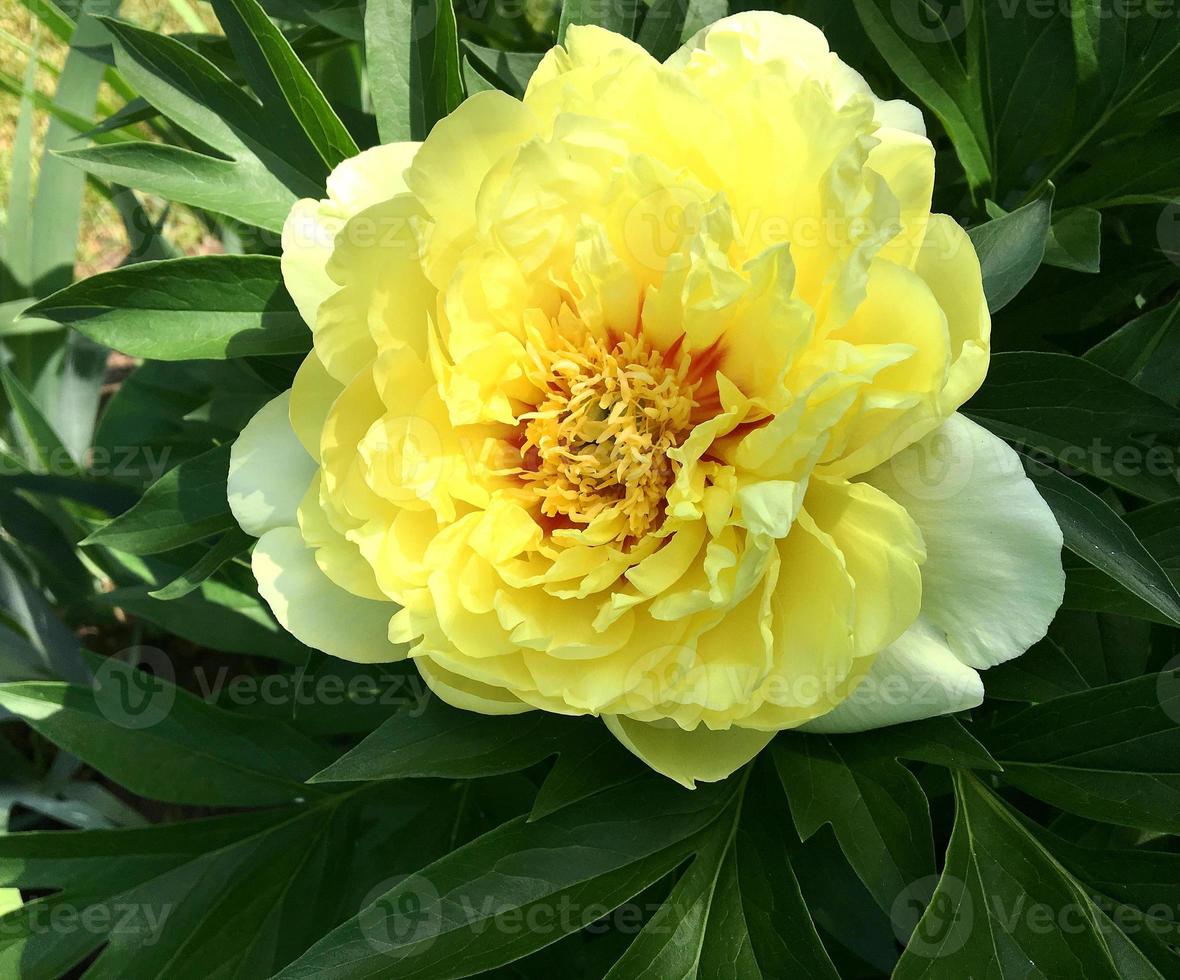 The colorful photo shows blooming flower peony