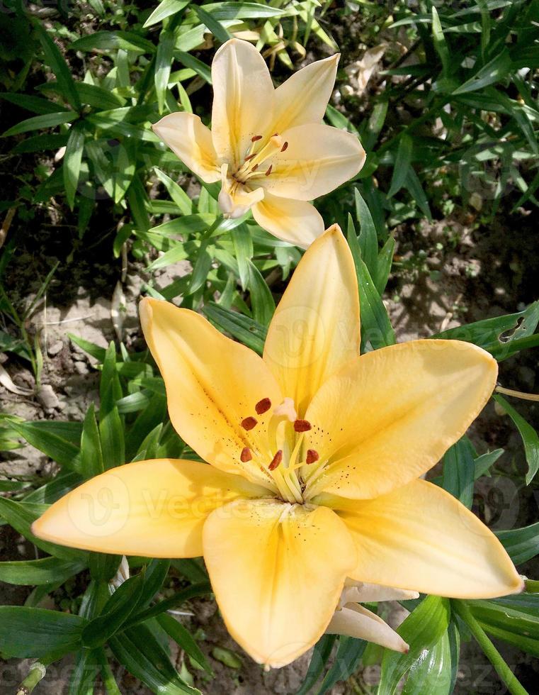 Blooming flower lily with green leaves, living natural nature photo