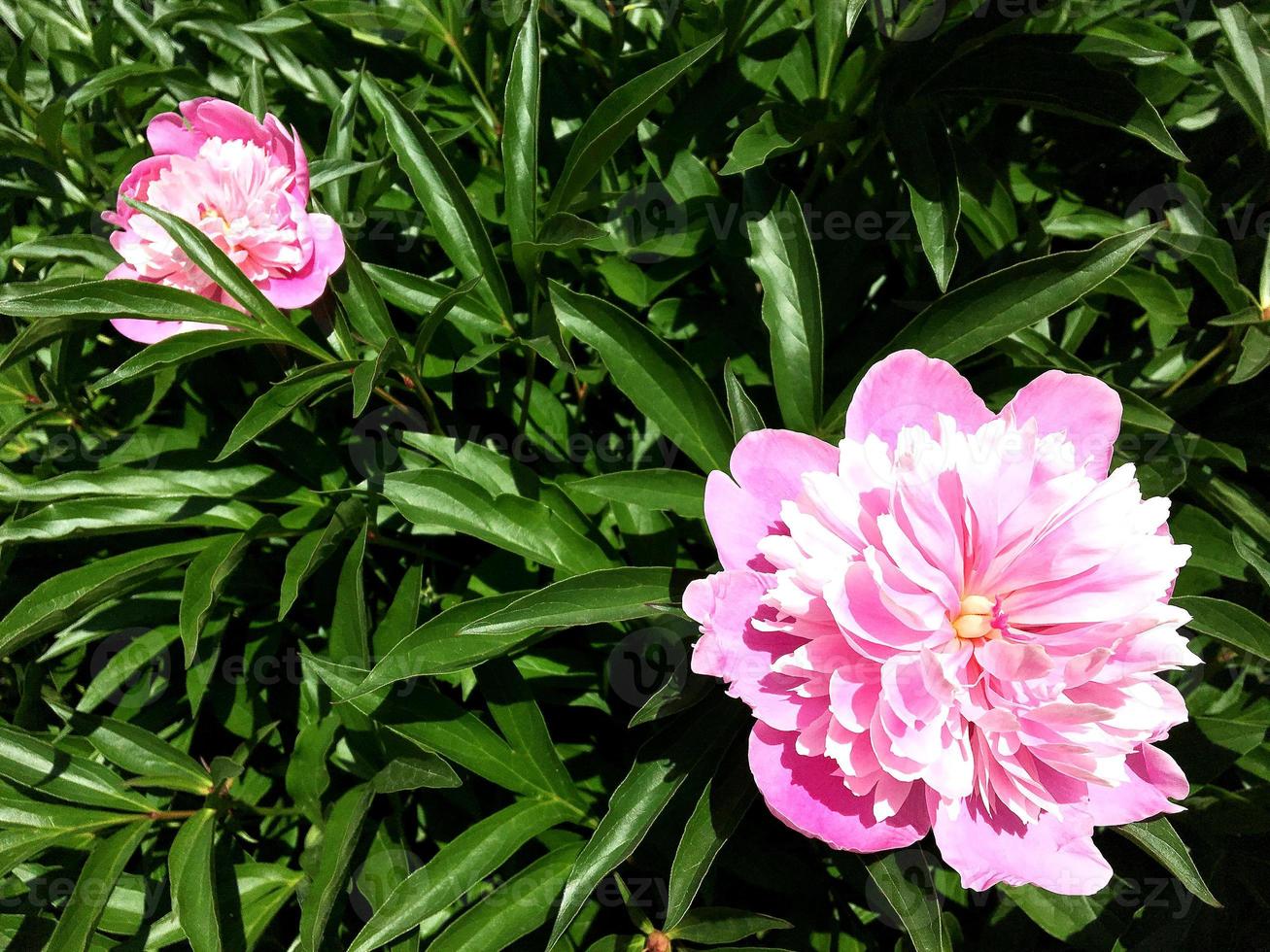 la foto colorida muestra una peonía en flor