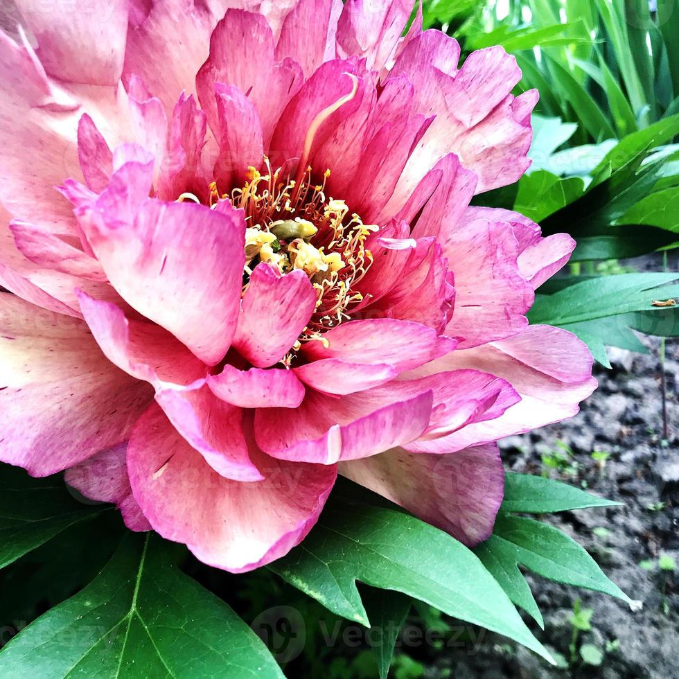 la foto colorida muestra una peonía en flor