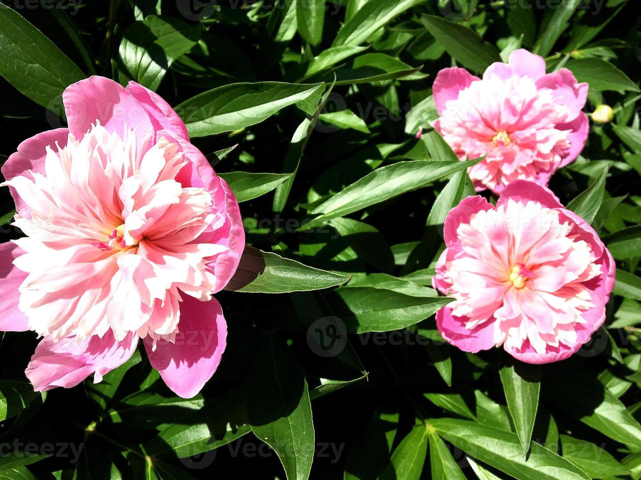 The colorful photo shows blooming flower peony