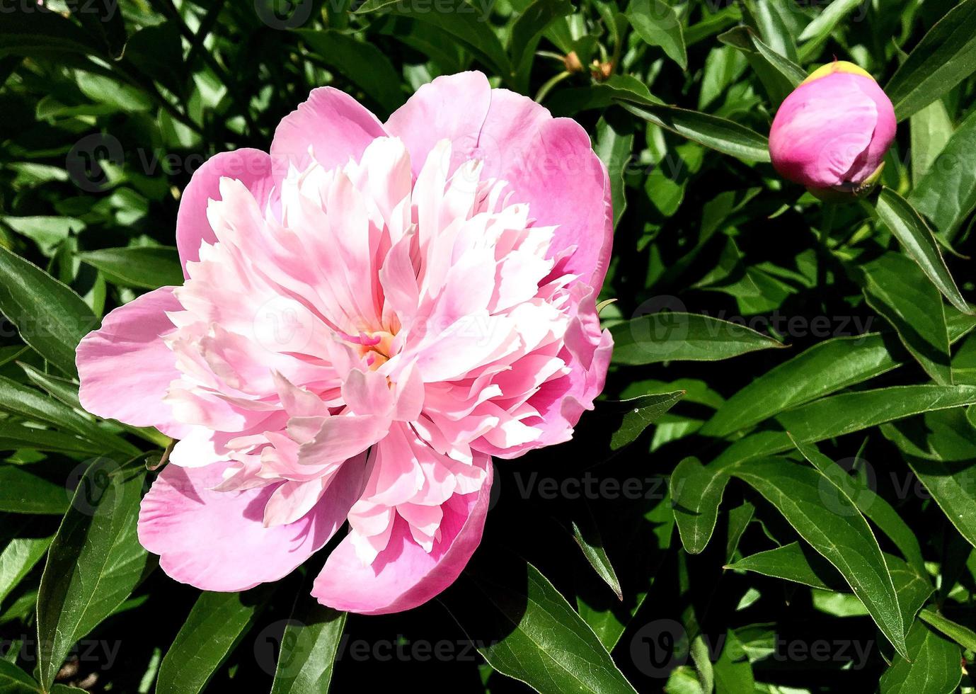 la foto colorida muestra una peonía en flor