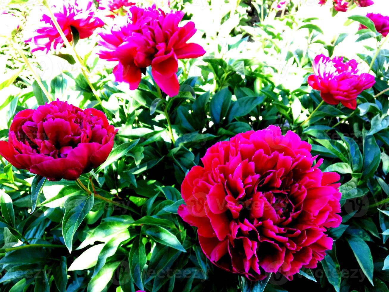 The colorful photo shows blooming flower peony