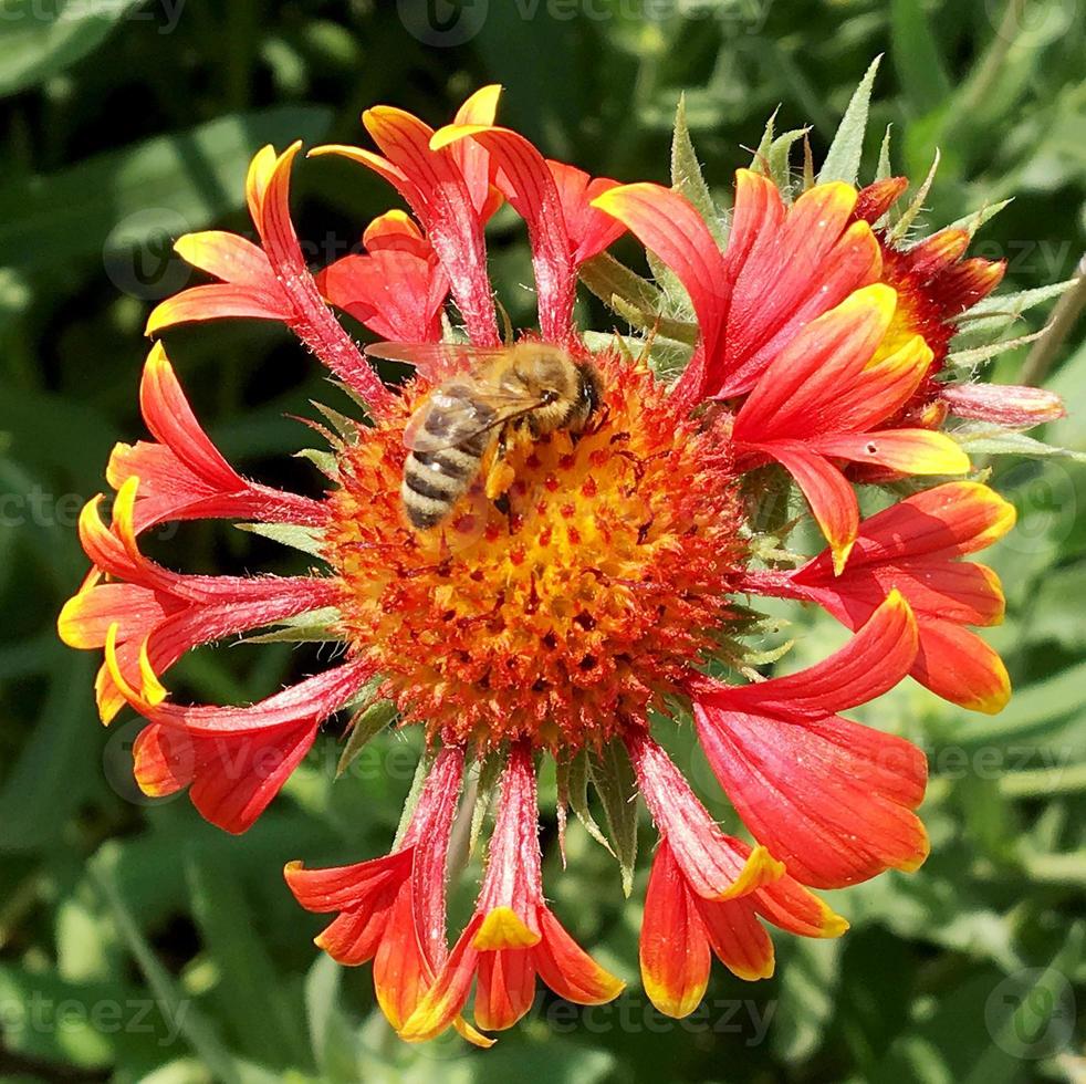 la abeja vuela lentamente hacia la planta, recolecta néctar para obtener miel foto