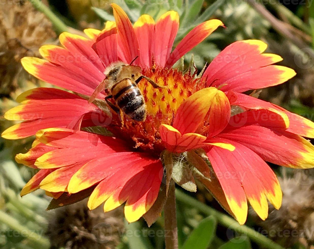 bee slowly flies to the plant, collect nectar for honey photo