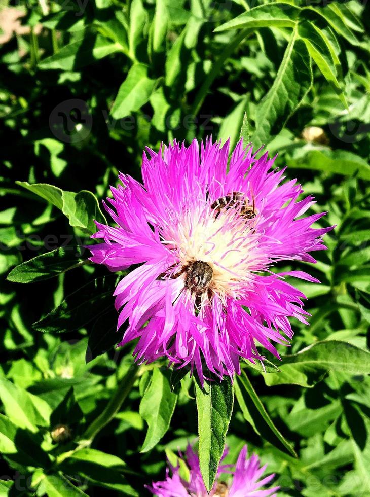 Winged bee slowly flies to the plant, collect nectar for honey photo