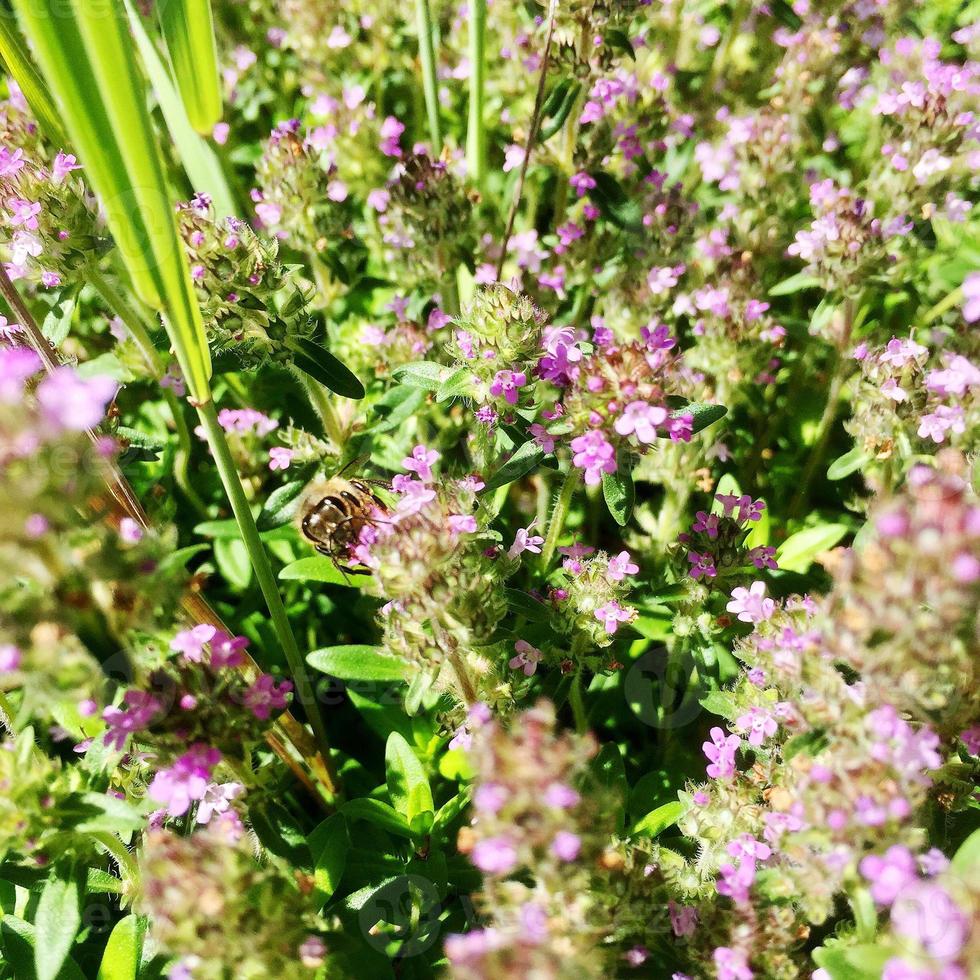 Winged bee slowly flies to the plant, collect nectar for honey photo