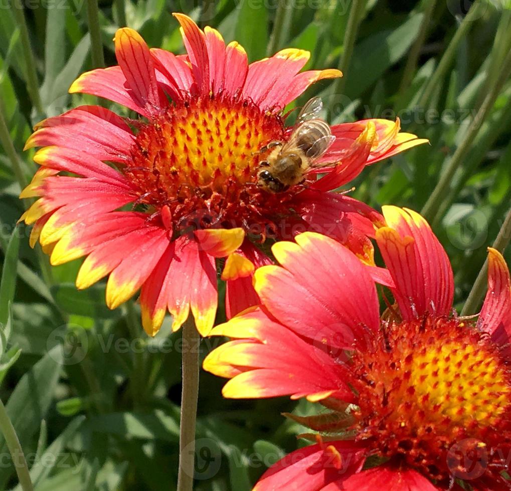 abeja alada vuela lentamente a la planta, recolecta néctar para miel foto