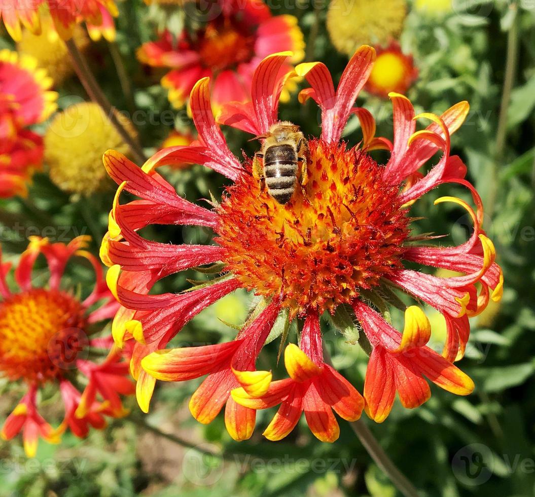 abeja alada vuela lentamente a la planta, recolecta néctar para miel foto