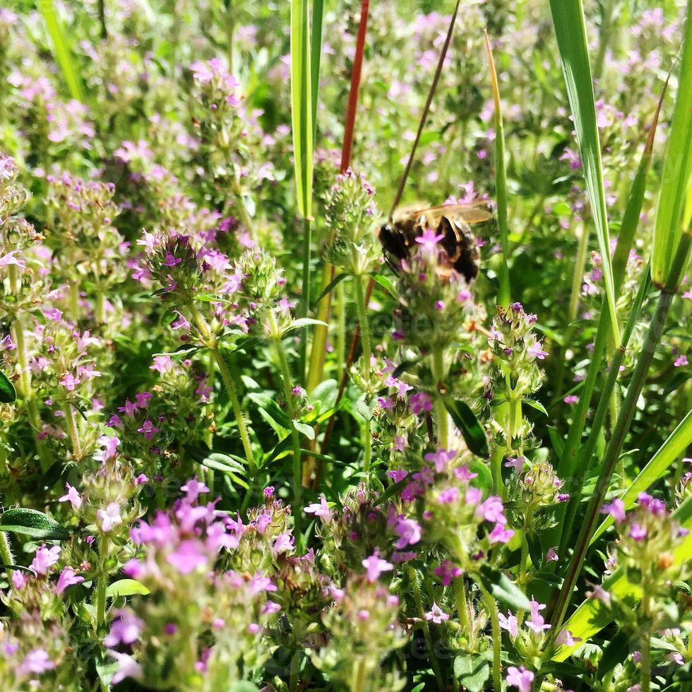 abeja alada vuela lentamente a la planta, recolecta néctar para miel foto