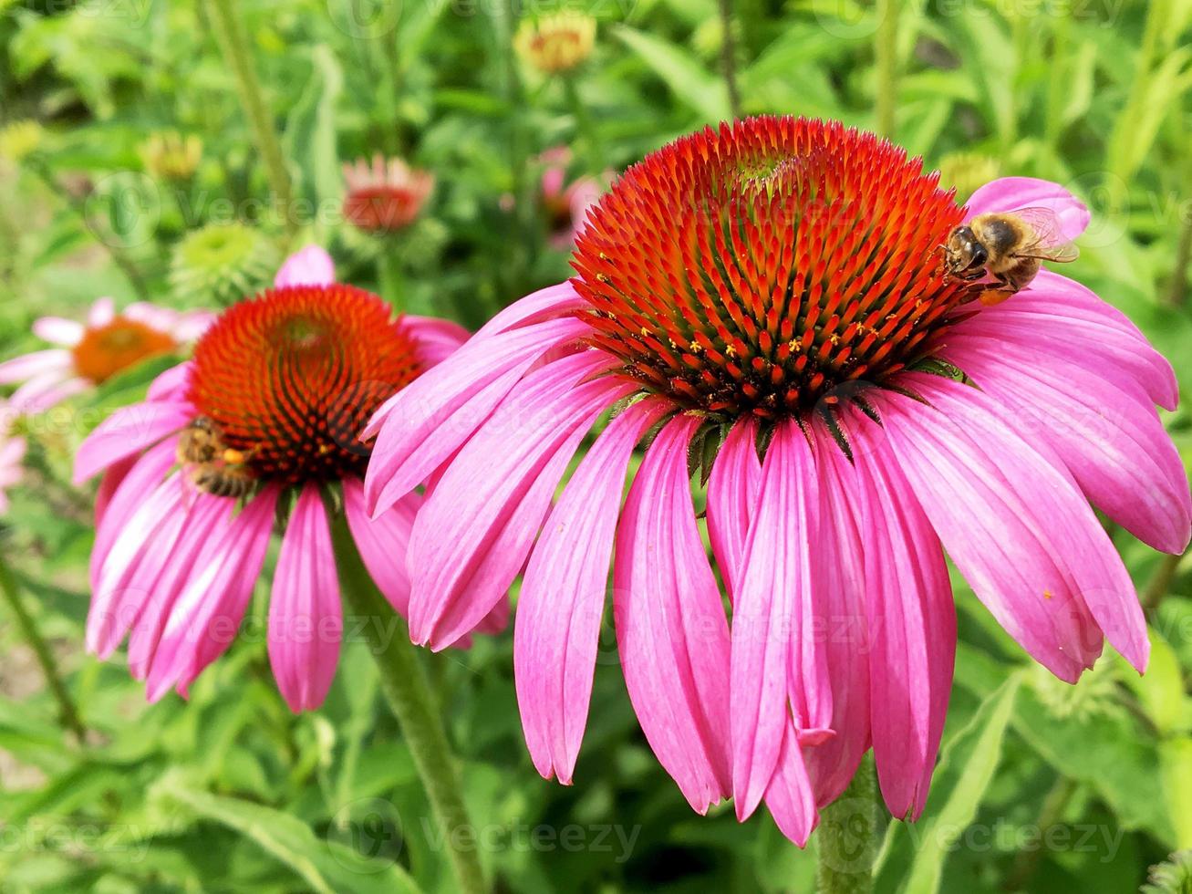 Winged bee slowly flies to the plant, collect nectar for honey photo