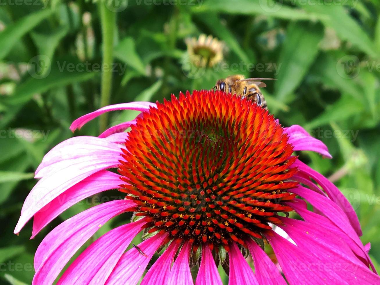 la abeja vuela lentamente hacia la planta, recolecta néctar para obtener miel foto