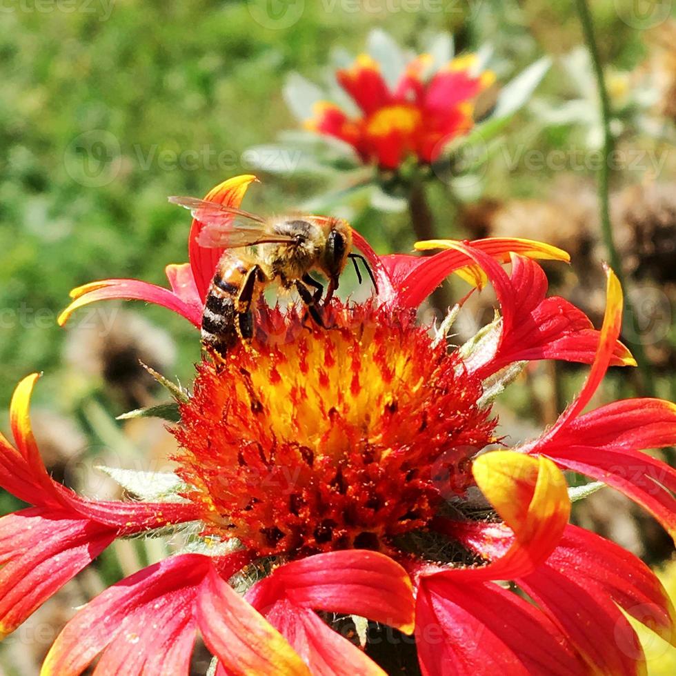 la abeja vuela lentamente hacia la planta, recolecta néctar para obtener miel foto