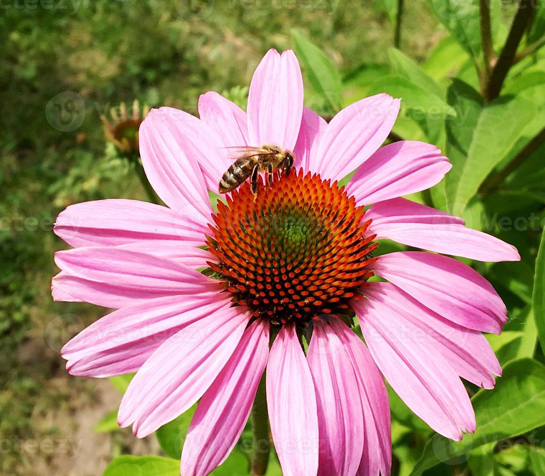 la abeja vuela lentamente hacia la planta, recolecta néctar para obtener miel foto