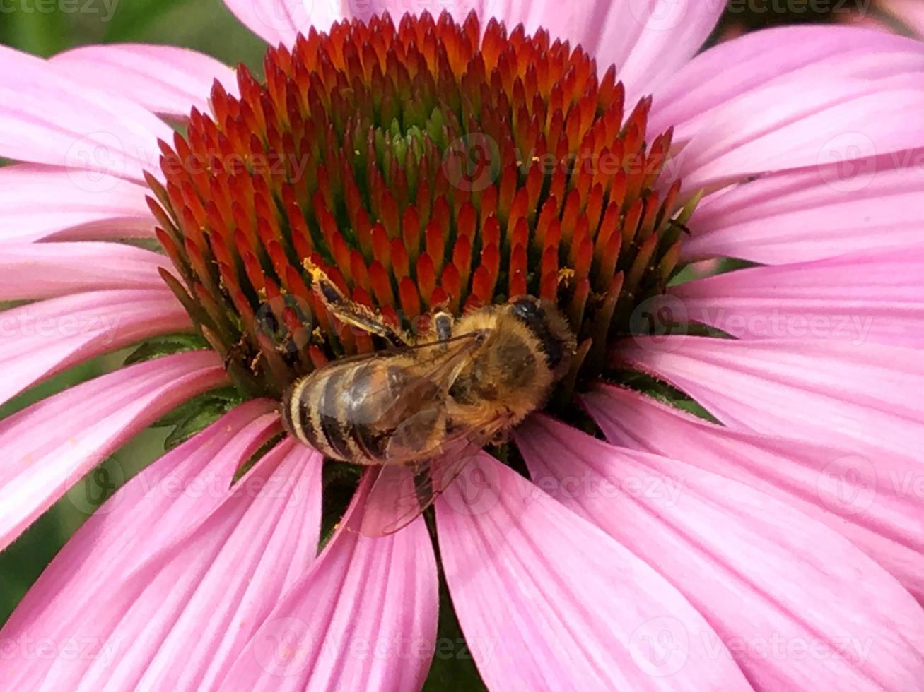 abeja alada vuela lentamente a la planta, recolecta néctar para miel foto