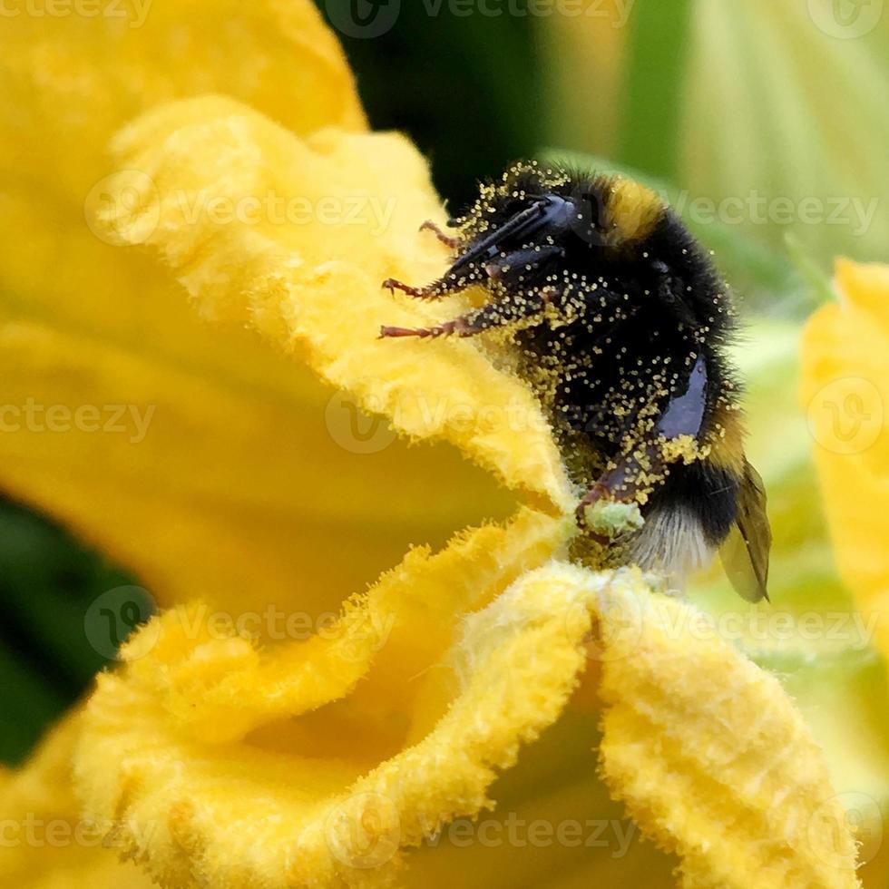 abeja alada vuela lentamente a la planta, recolecta néctar para miel foto