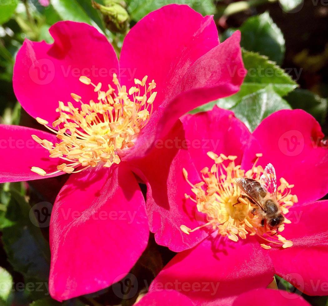 abeja alada vuela lentamente a la planta, recolecta néctar para miel foto