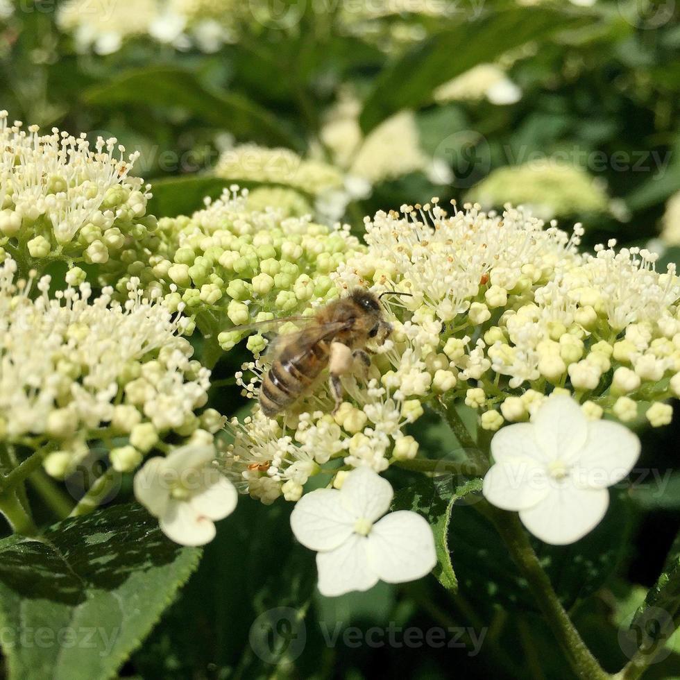 abeja alada vuela lentamente a la planta, recolecta néctar para miel foto