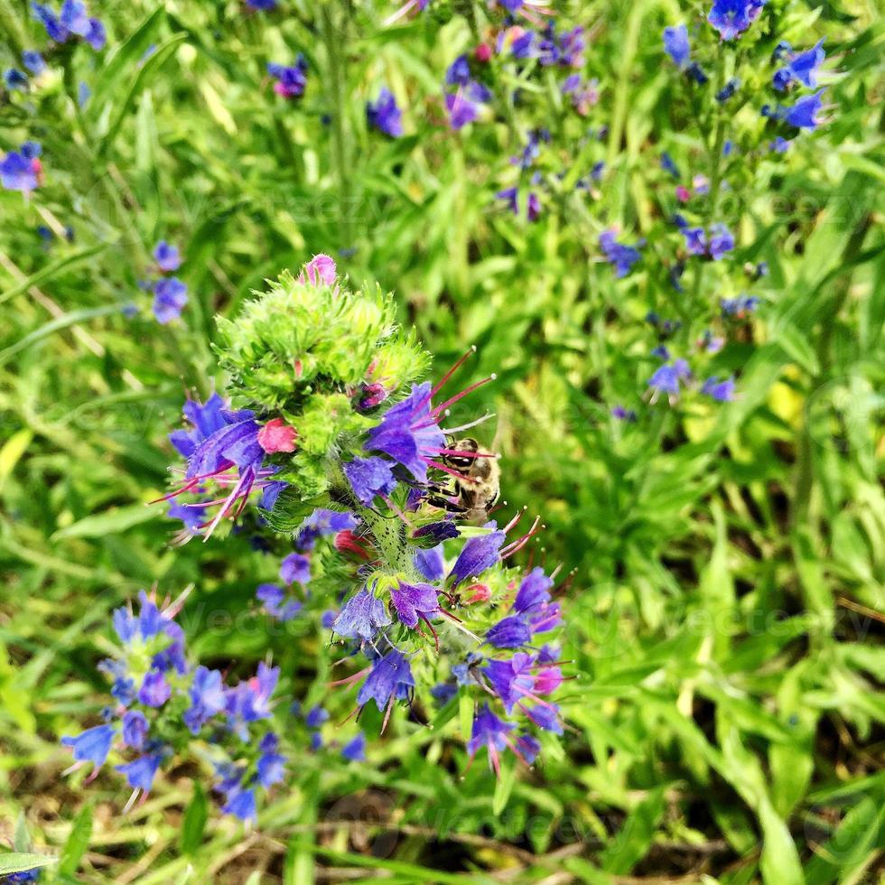 abeja alada vuela lentamente a la planta, recolecta néctar para miel foto