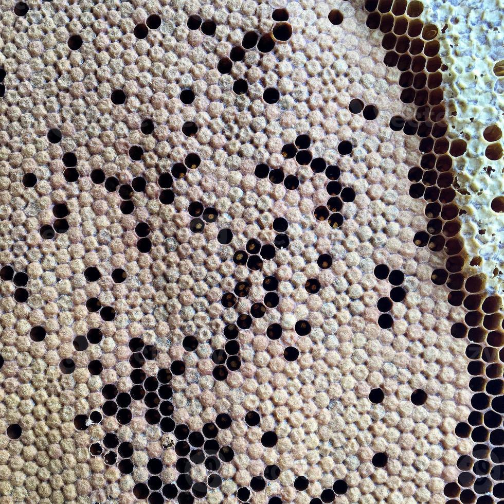 hexagon structure is honeycomb from bee hive filled with golden honey photo