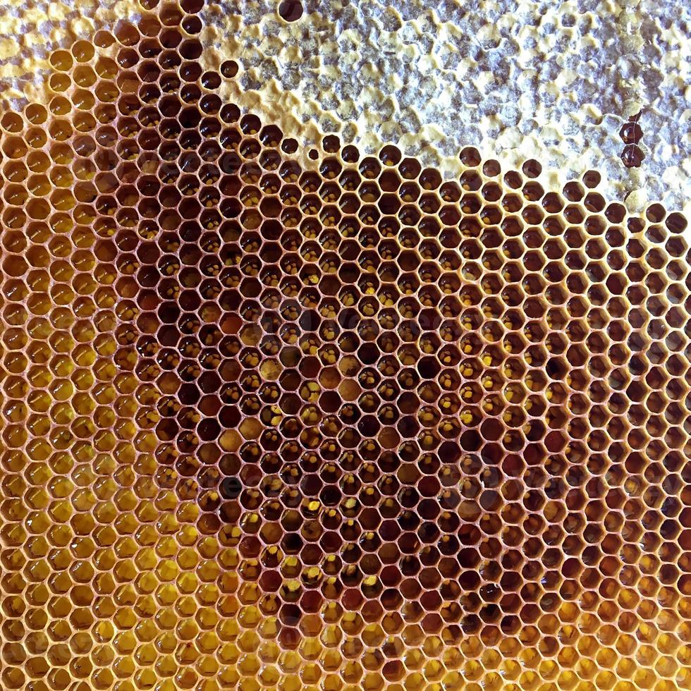 panal de abeja lleno de colmena foto