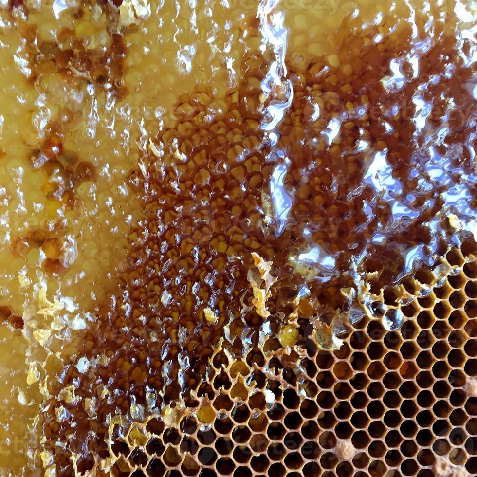 honeycomb from bee hive filled photo