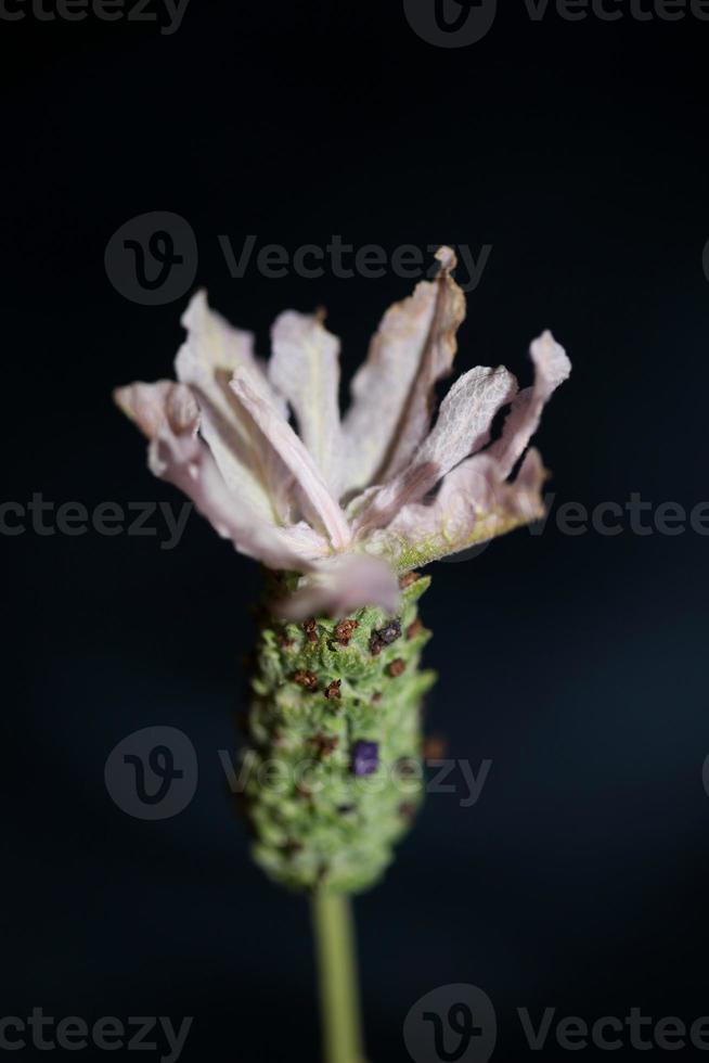 Aromatic plant blossom close up lavandula stoechas family lamiaceae photo