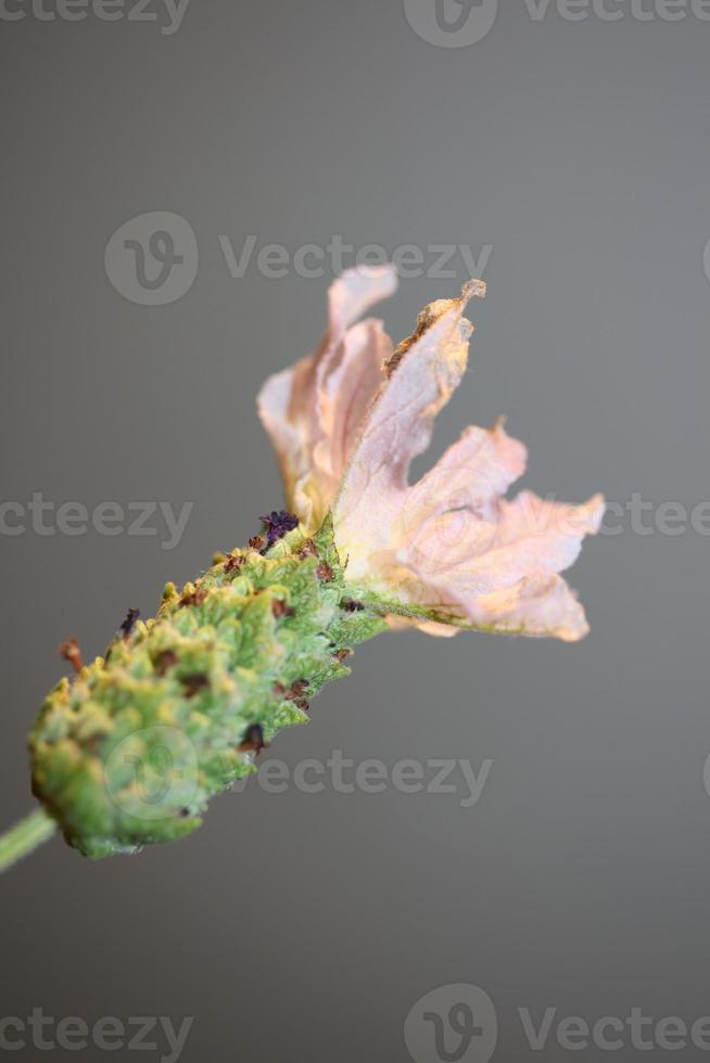 Aromatic plant blossom close up lavandula stoechas family lamiaceae photo