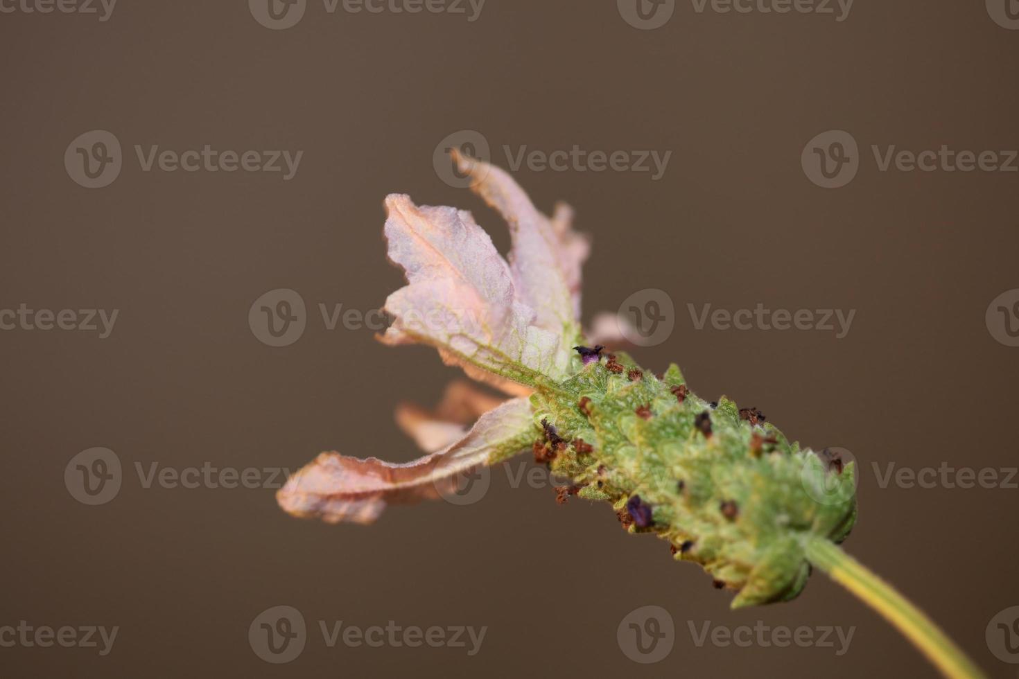 Aromatic plant blossom close up lavandula stoechas family lamiaceae photo