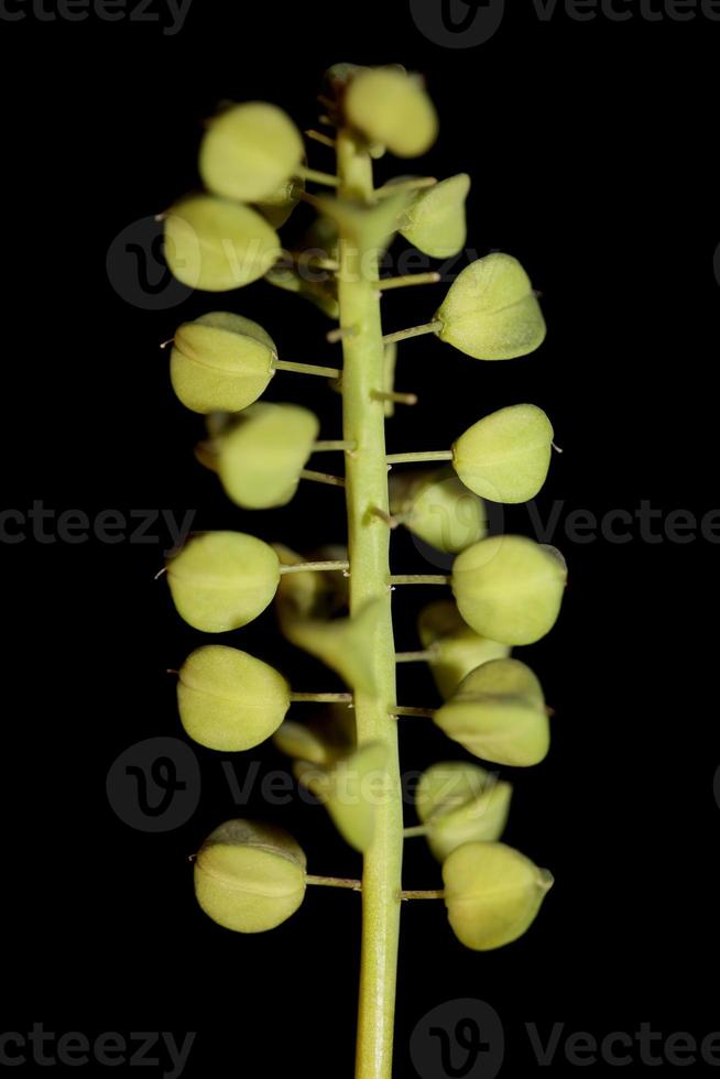 Wild flower fruits Muscari neglectum family asparagaceae modern print photo