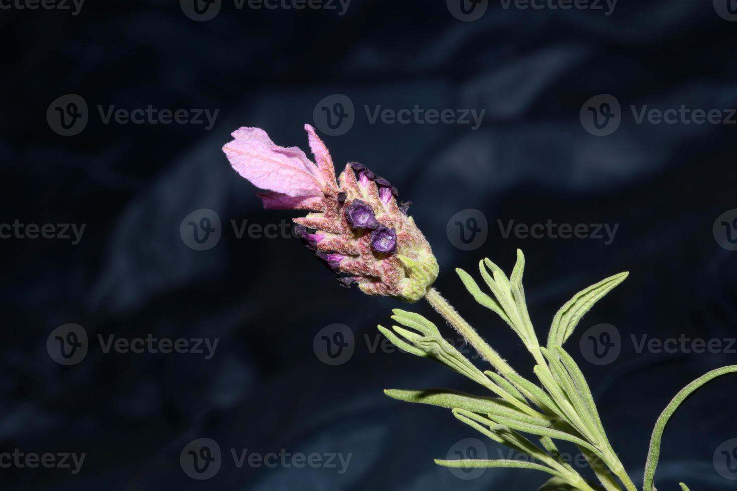 Aromatic plant blossom close up lavandula stoechas family lamiaceae photo