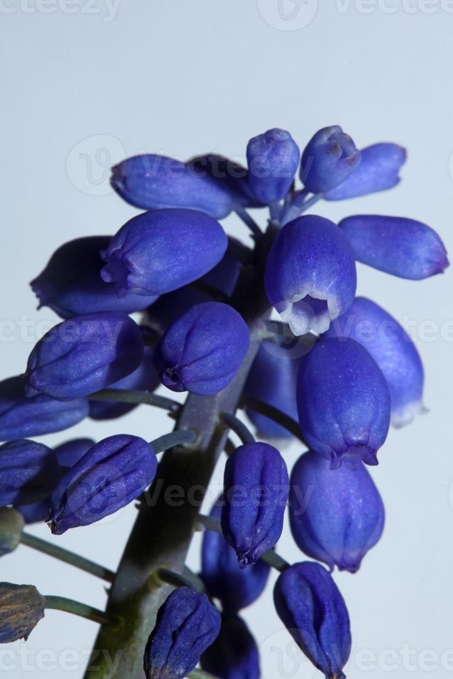 Flor de cerca muscari neglectum familia Asparagaceae impresiones modernas foto