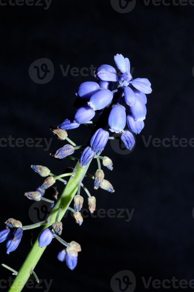 Flor de cerca muscari neglectum familia Asparagaceae impresiones modernas foto