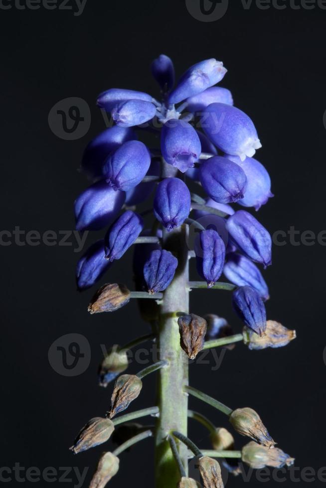 Flor de cerca muscari neglectum familia Asparagaceae impresiones modernas foto