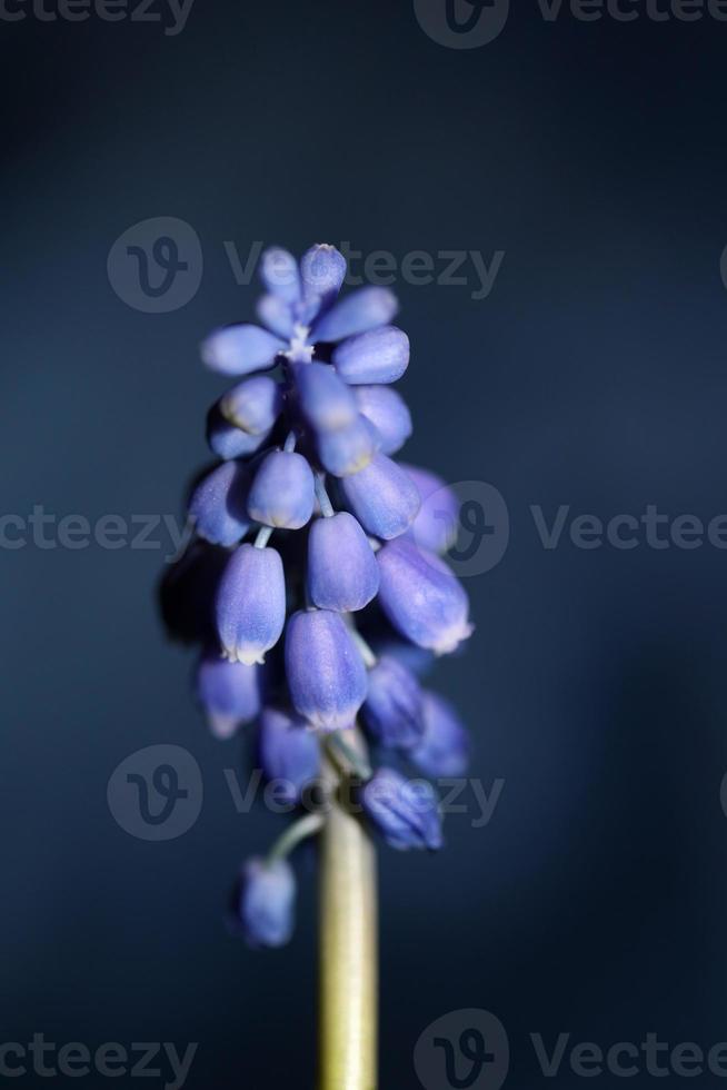 Pequeña flor azul macro muscari neglectum familia asparagaceae moderno foto